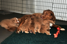 Leia & the puppies